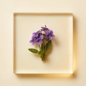 Violetă