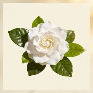 Gardenia